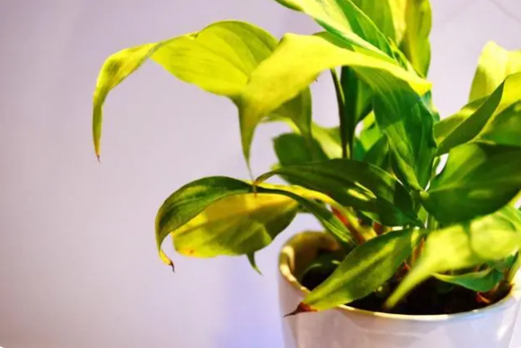 微购儿种植教学小程序开发,推广绿色文化 微购儿种植教学小程序开发,推广绿色文化