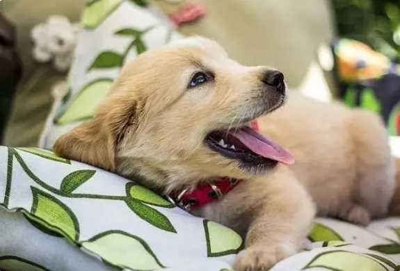 微购儿宠物保健品商城开发·爱宠人士必知的在线平台 微购儿宠物保健品商城开发·爱宠人士必知的在线平台