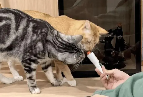 微购儿宠物保健品商城开发·爱宠人士必知的在线平台 微购儿宠物保健品商城开发·爱宠人士必知的在线平台